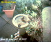Sparrows